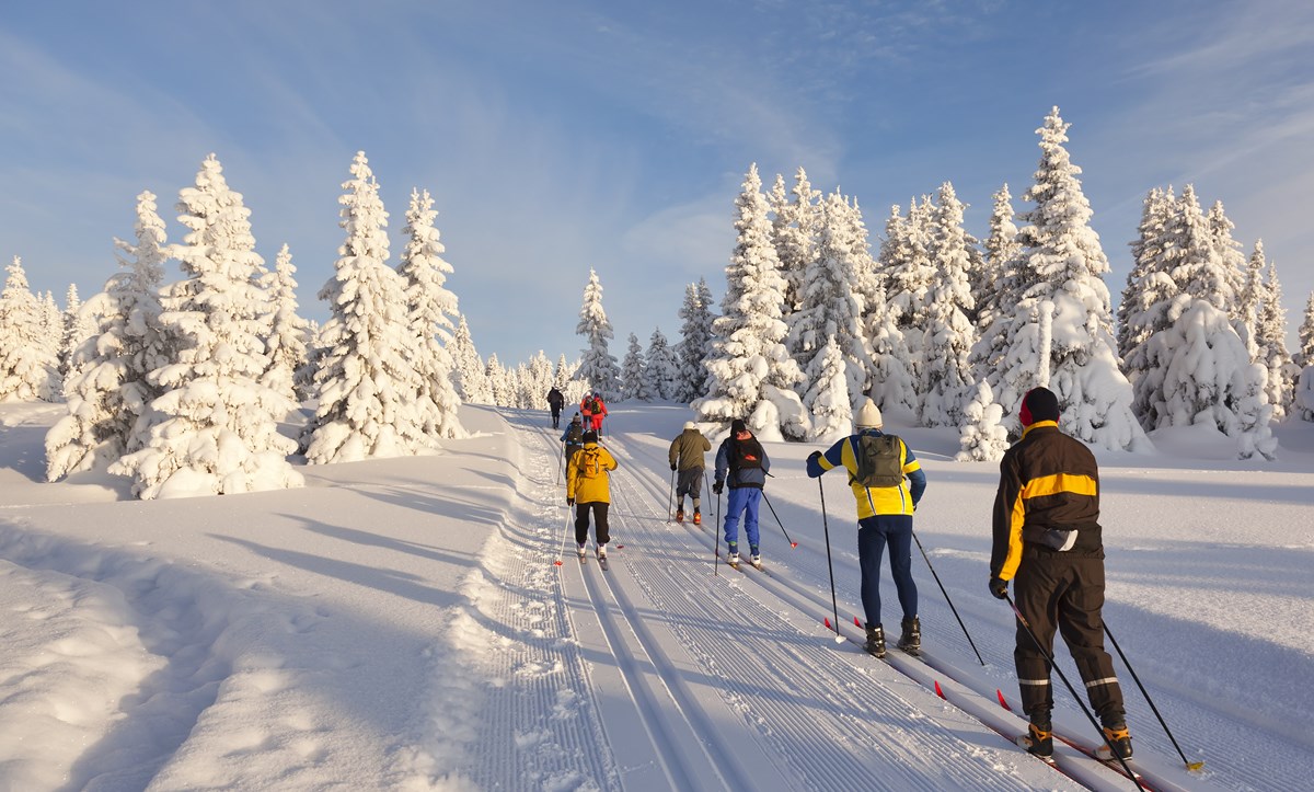 Forest ski. Катание на лыжах. Лыжник в лесу. Лыжная прогулка в лесу. Прогулка на лыжах.