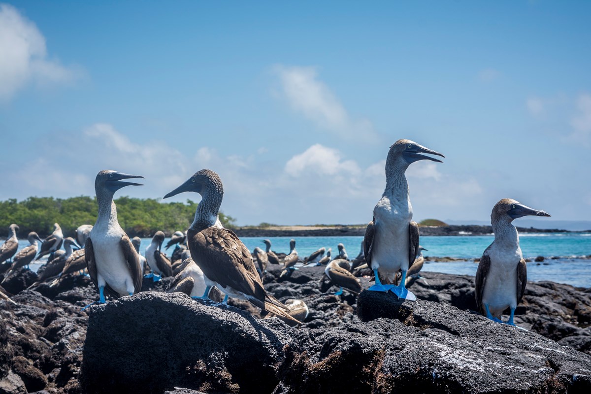 Pre Trip Planning Galapagos Expedition 2024 Inspirato