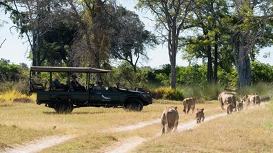 2025 Botswana and Victoria Falls Safari