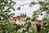 Inspirato IN Only Holland and Belgium at Tulip Time Experience Highlights 