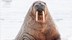 Inspirato IN Only Experience Arctic Expedition 2026