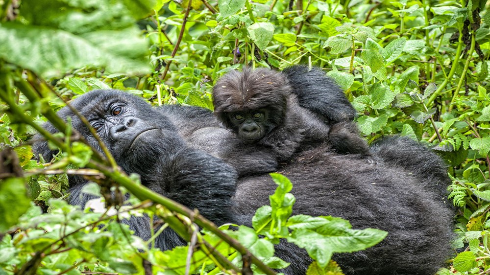 Gorilla Trekking