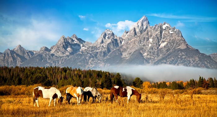 Jackson Hole