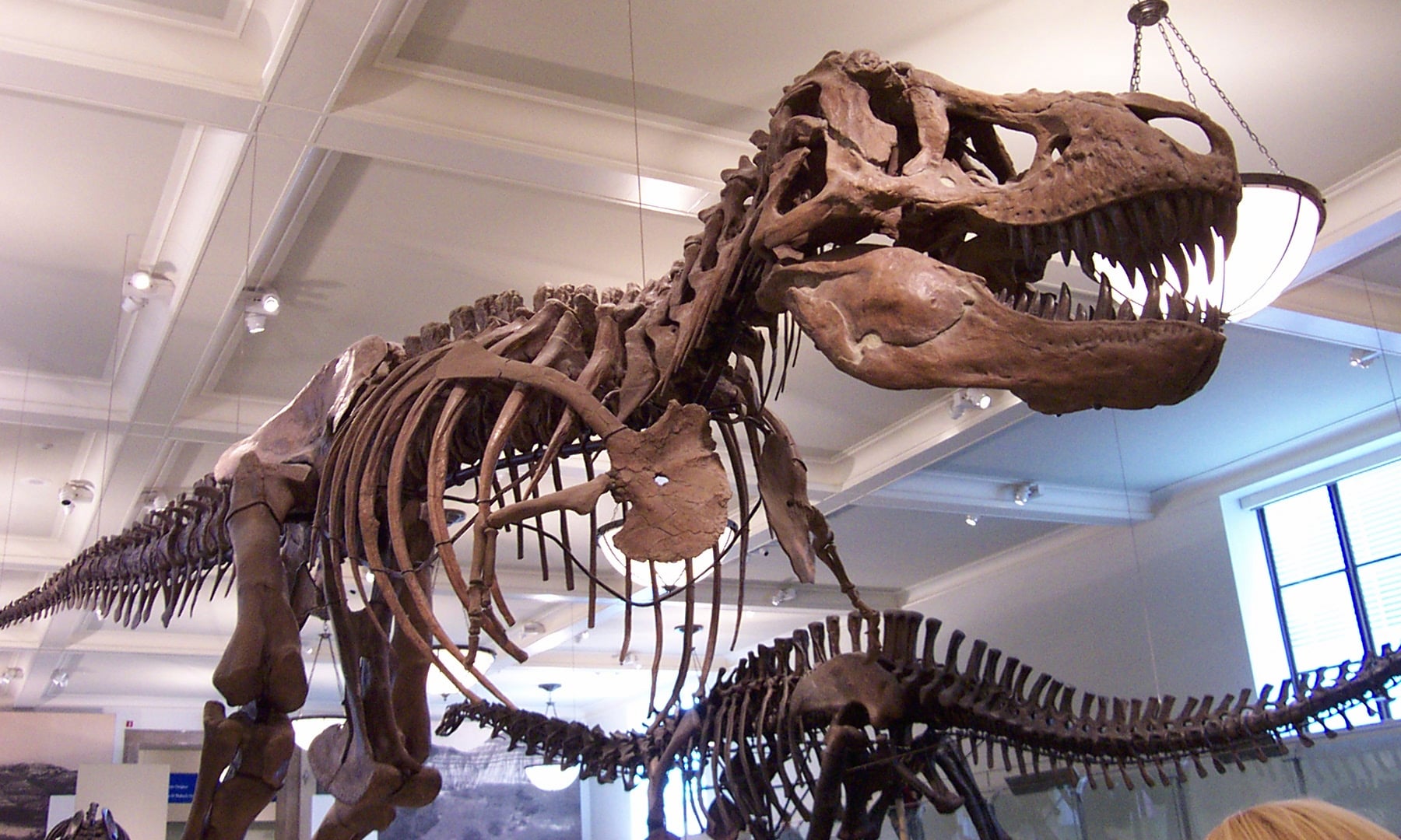 The American Museum of Natural History