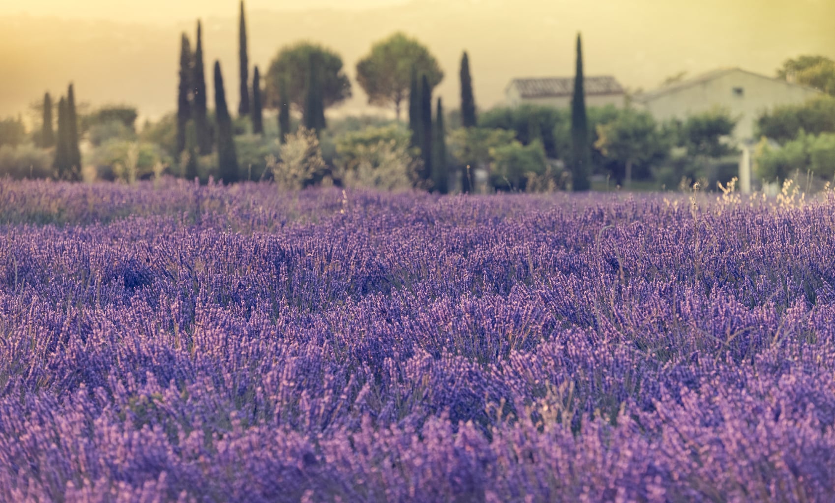 Lavender Route